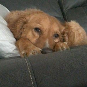 Meet your Posher, Crista